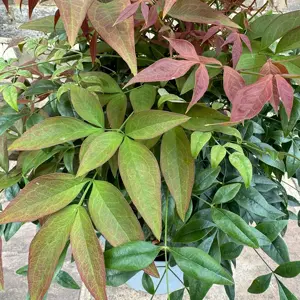 Nandina domestica obsessed (Pot Size 20L) Sacred Bamboo - image 5