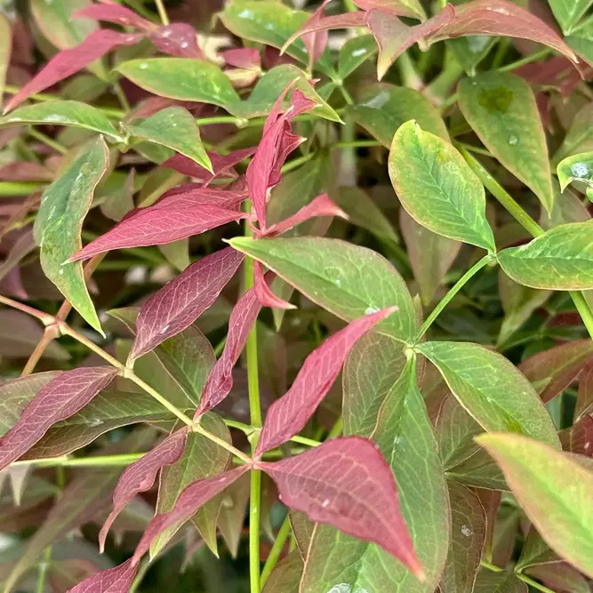Nandina domestica obsessed (Pot Size 20L) Sacred Bamboo - image 6