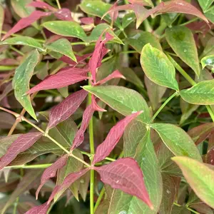Nandina domestica obsessed (Pot Size 20L) Sacred Bamboo - image 6