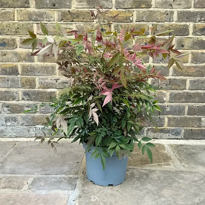 Nandina domestica obsessed (Pot Size 20L) Sacred Bamboo - image 7