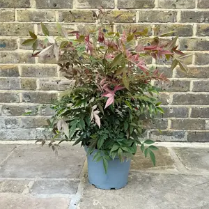 Nandina domestica obsessed (Pot Size 20L) Sacred Bamboo - image 7