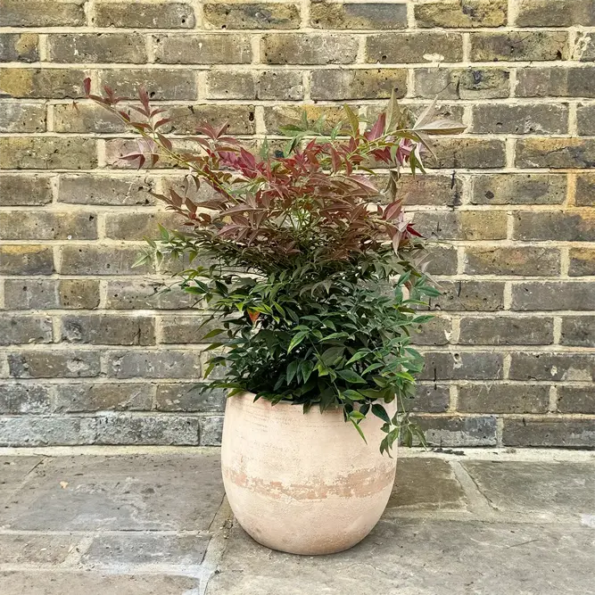 Nandina domestica obsessed (Pot Size 20L) Sacred Bamboo - image 8