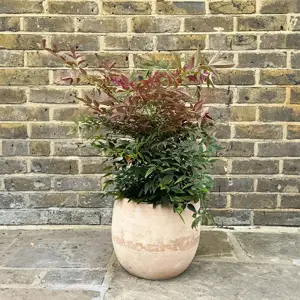 Nandina domestica obsessed (Pot Size 20L) Sacred Bamboo - image 8