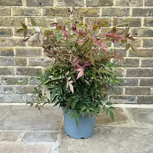 Nandina domestica Obsessed (Pot Size 23cm) Sacred Bamboo - image 7