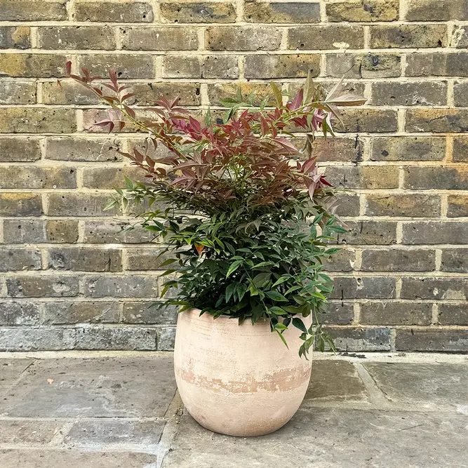 Nandina domestica Obsessed (Pot Size 23cm) Sacred Bamboo - image 8