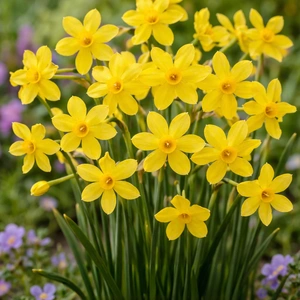 Narcissi 'Baby Moon' Daffodils (Pot Size 1L) Bulbs in Pots - Miniature Daffodil