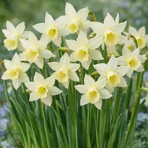 Narcissi 'Elka' Daffodils (Pot Size 1L) Bulbs in Pots