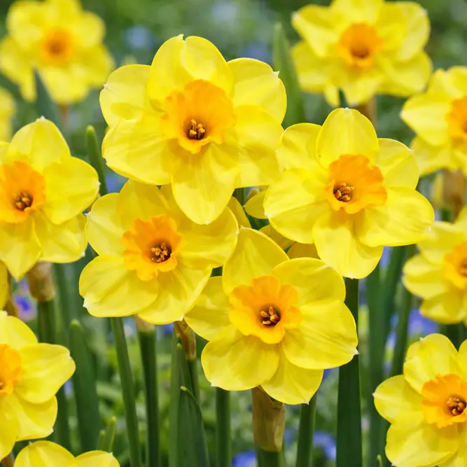 Narcissi 'Golden Dawn' Daffodils (Pot Size 1L) Bulbs in Pots