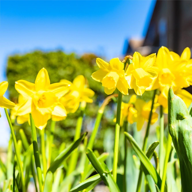 Narcissi 'Lemon Sailboat' Daffodils (Pot Size 1L) Bulbs in Pots