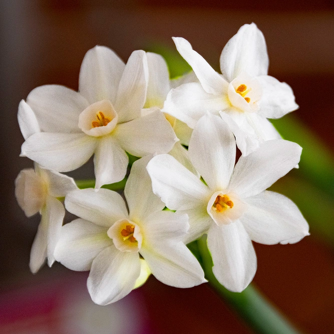 Narcissi 'Paperwhite' available at Boma Garden Centre image by Ron Cogswell