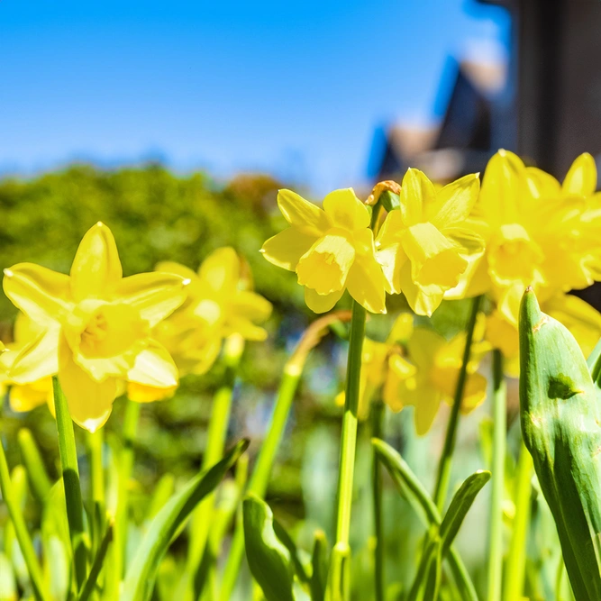 Narcissi 'Pitpit' (Pot Size 1L) Bulbs in Pots