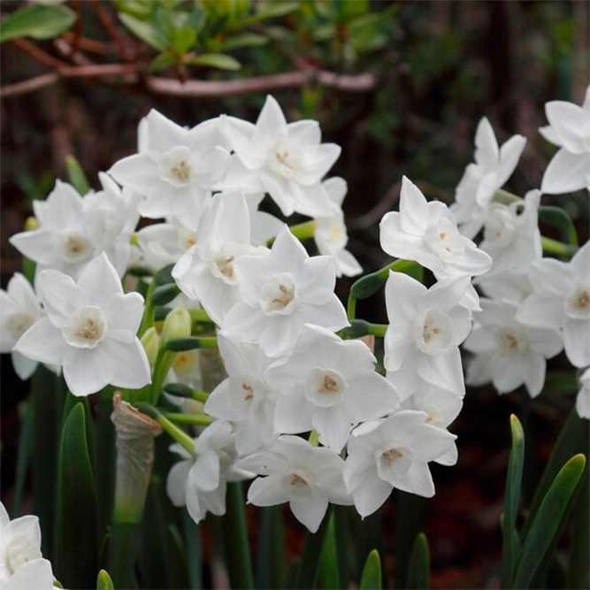 Narcissi 'Pueblo' Daffodils (Pot Size 1L) Bulbs in Pots