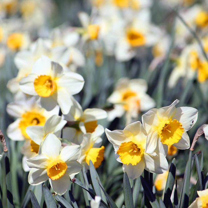 Narcissi 'Topolino' (Pot Size 1L) Bulbs in Pots