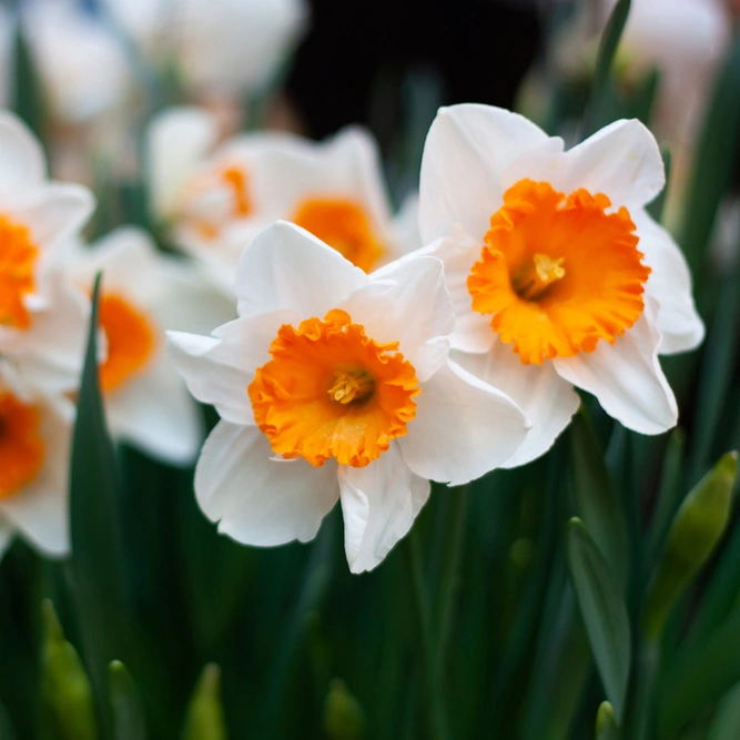 Narcissus 'Barrett Browning' (Pot Size 1L) Daffodil 'Barrett Browning'