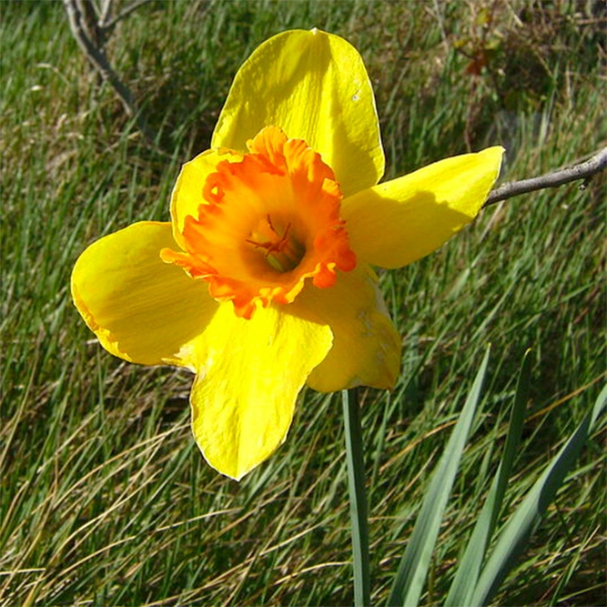 Narcissus ' Carlton'  image by Victor_M._Vicente_Selvas