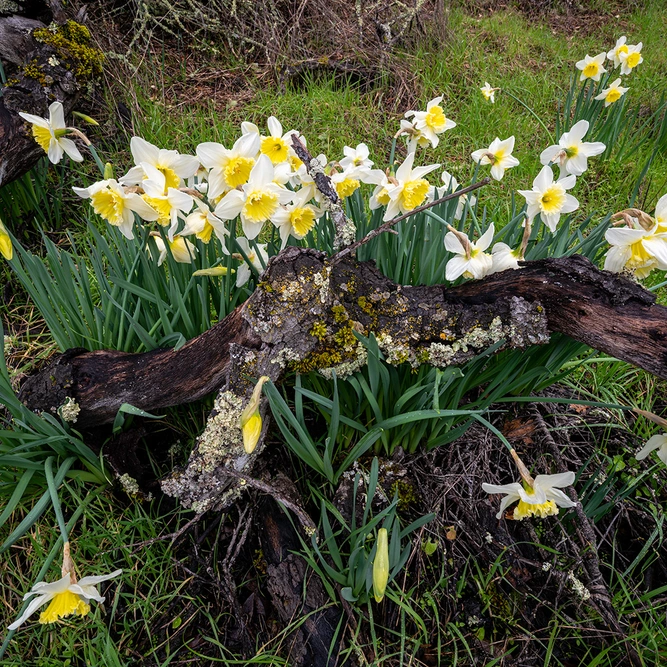 Narcissus  cyclamineus 'Jack Snipe' (Daffodils Pot Size 1ltr) Bulbs in Pots