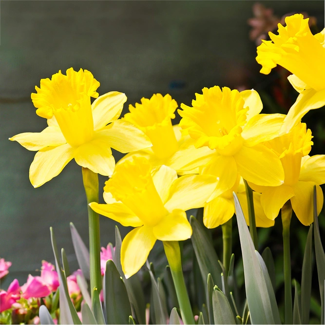 Narcissus Daffodil 'Dutch Master' (Pot Size 1L) Bulbs in Pots