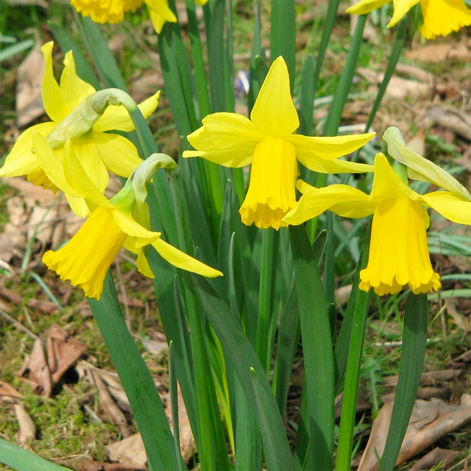 Narcissus 'February Gold' (Daffodil 1ltr Pot Size) Potted Bulbs available at Boma Garden Centre image by Meneerke bloem