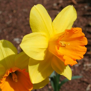 Narcissus 'Fortune' available at Boma Garden Centre Image by A. Barra