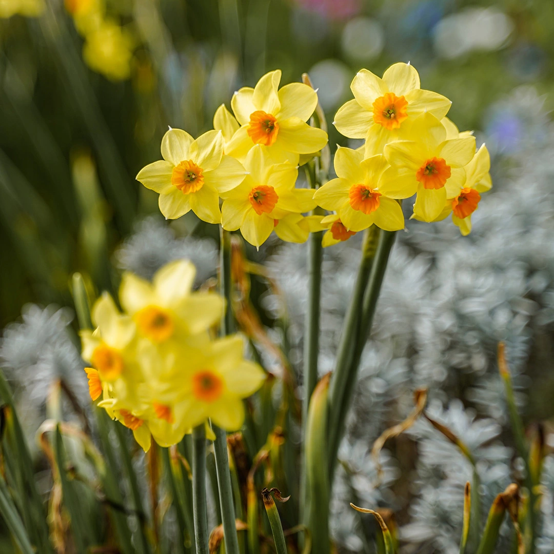 Narcissus 'Jet Fire' ( Daffodil Pot Size 1ltr) Bulbs in Pots - The Boma ...