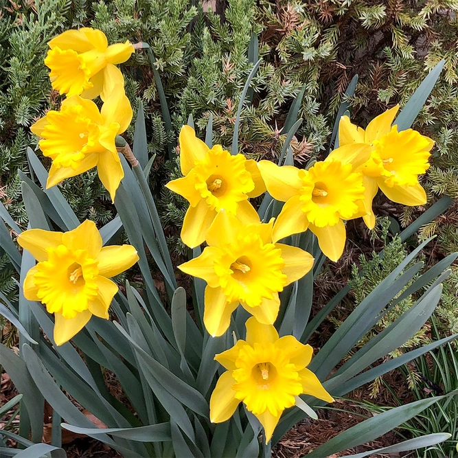 Narcissus  'King Alfred' available at Boma Garden Centre image by Famartin