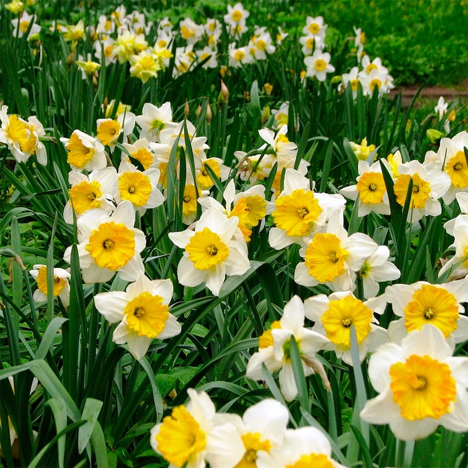 Narcissus 'Minnow'  available at Boma Garden Centre Image by Kor!An (Андрей Корзун)