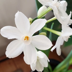 Narcissus papyraceus 'Paper White' (Pot Size 1L) - image 1