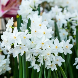 Narcissus papyraceus 'Paper White' (Pot Size 1L) - image 3