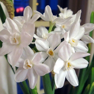 Narcissus papyraceus 'Paper White' (Pot Size 1L) - image 2