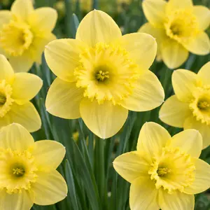 Narcissus 'Saint Patrick's Day' Daffodils (Pot Size 1L) Bulbs in Pots