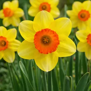 Narcissus 'Sealing Wax' Daffodil (Pot Size 1L) Bulbs in Pots
