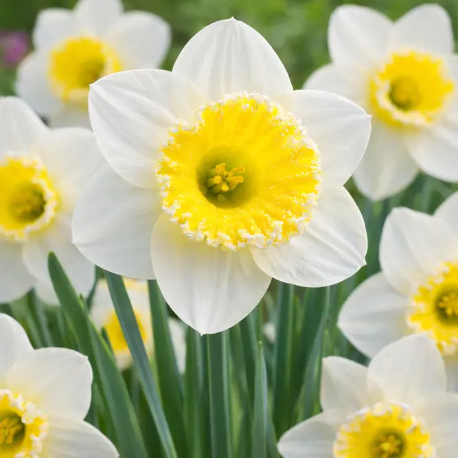 Narcissus 'Sugar Dipped' Daffodils (Pot Size 1L) Bulbs in Pots