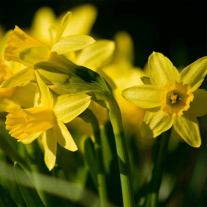 Narcissus 'Tete a Tete' available at Boma Garden Centre  image by Pro2