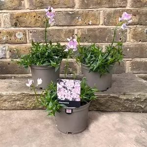 Nemesia 'Amelie' (Pot Size 1L) - image 2