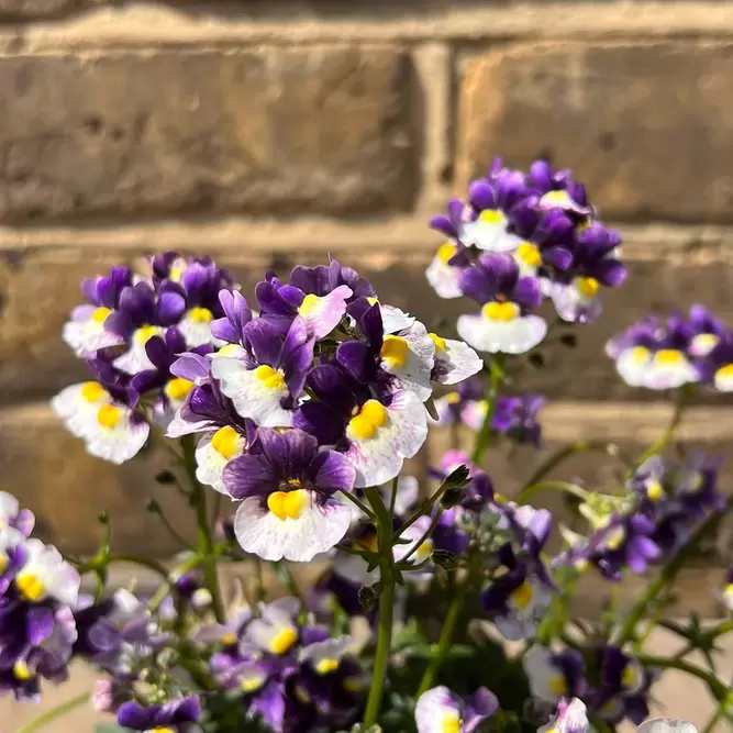 Nemesia 'Berries and cream' (Pot Size 1L) - image 1