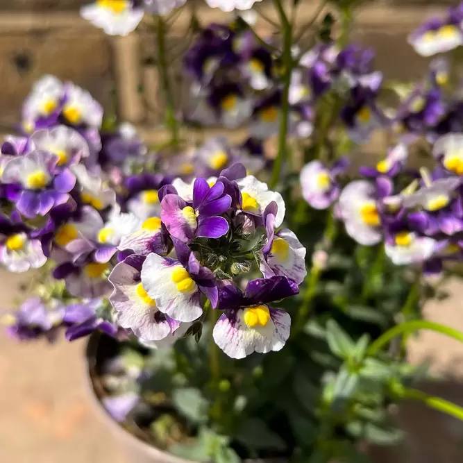 Nemesia 'Berries and cream' (Pot Size 1L) - image 2