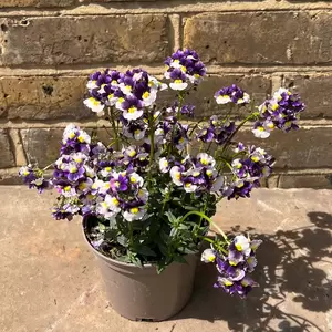 Nemesia 'Berries and cream' (Pot Size 1L) - image 3