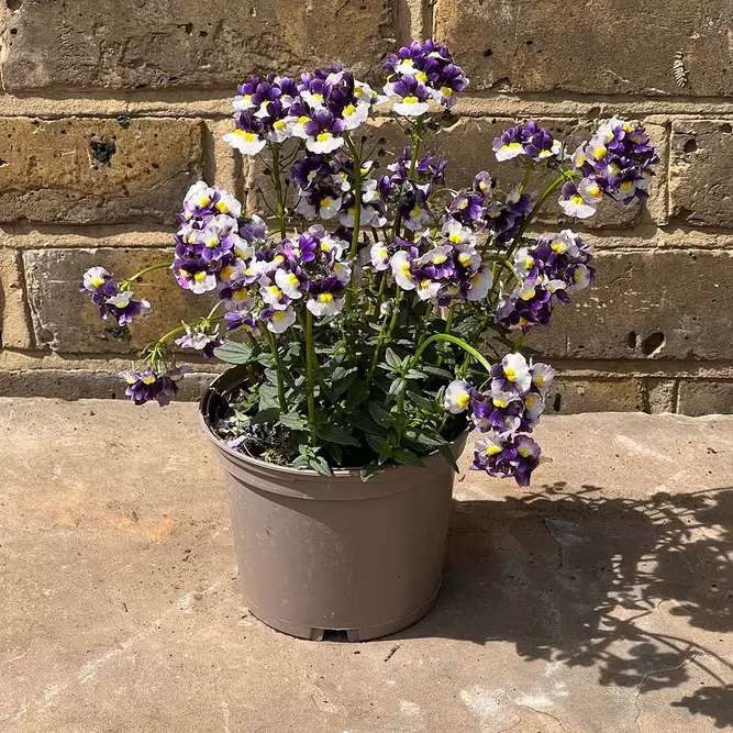 Nemesia 'Berries and cream' (Pot Size 1L) - image 4