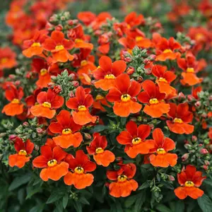 Nemesia 'Blood Orange' (Pot Size 10.5cm) Scented Nemesia