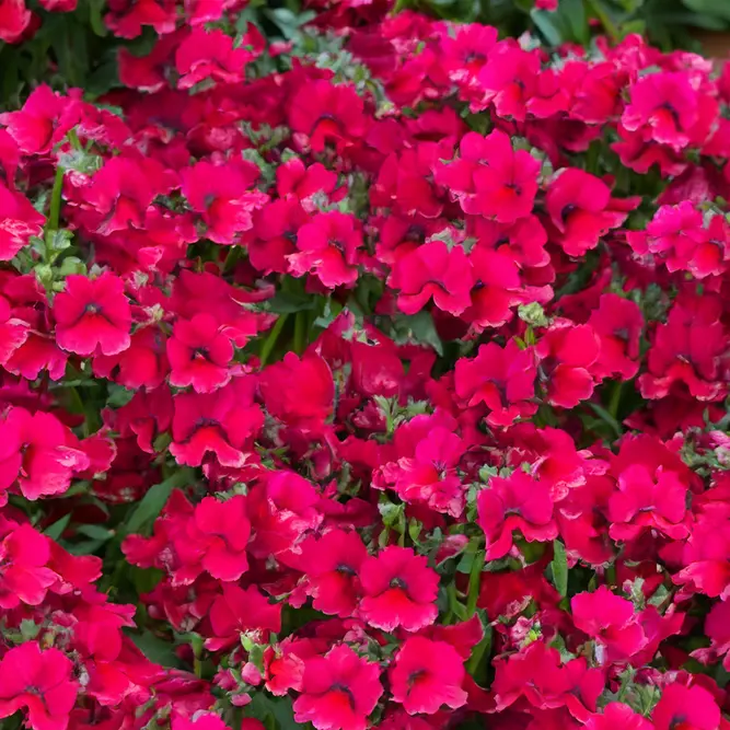 Nemesia 'Burgundy' (Pot Size 2L) - image 1