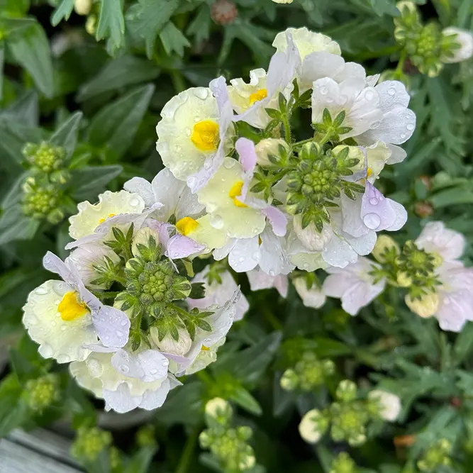 Nemesia 'Easter Bonnet' (Pot Size 1L) - image 1