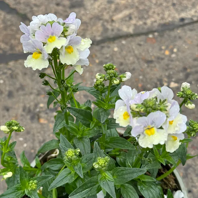 Nemesia 'Easter Bonnet' (Pot Size 2L) - image 2