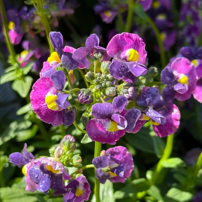Nemesia 'Evening Dusk' (Pot Size 1L) - image 2