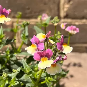 Nemesia foetens 'Cream Surprise' (Pot Size 1L) - image 1