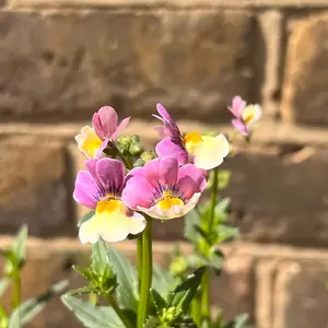 Nemesia foetens 'Cream Surprise' (Pot Size 1L) - image 2