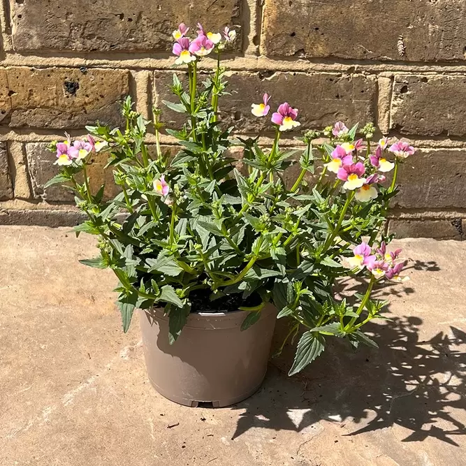 Nemesia foetens 'Cream Surprise' (Pot Size 1L) - image 3