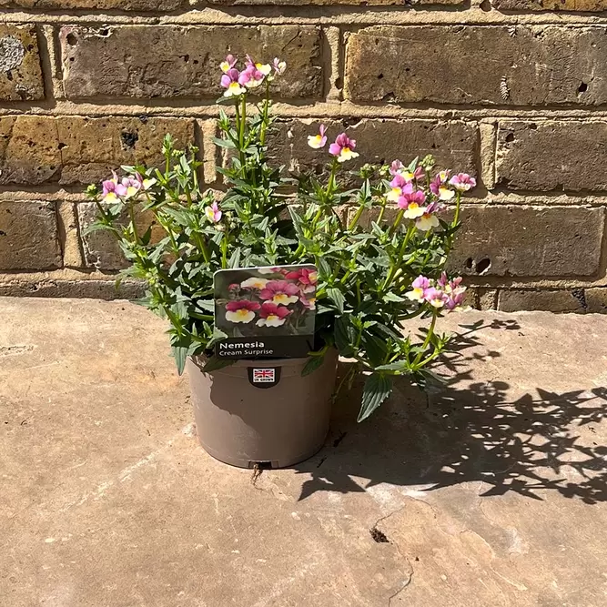 Nemesia foetens 'Cream Surprise' (Pot Size 1L) - image 4