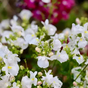 Nemesia 'Melody White' (Pot Size 13cm)