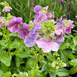 Nemesia 'Mirabelle' (Pot Size 1L) - image 2