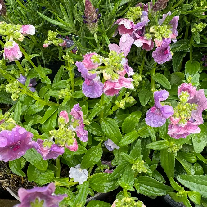 Nemesia 'Mirabelle' (Pot Size 1L) - image 3